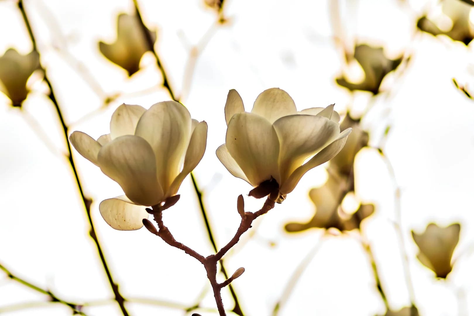 White Flowers Against Sky Tulip Magnolias