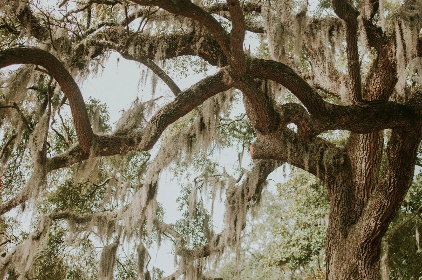 Oak Trees Covered in Spanish Moss