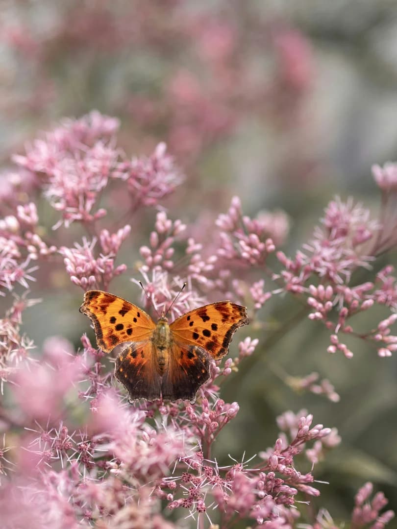 Butterfly Sitting on Pink Blooms in Park