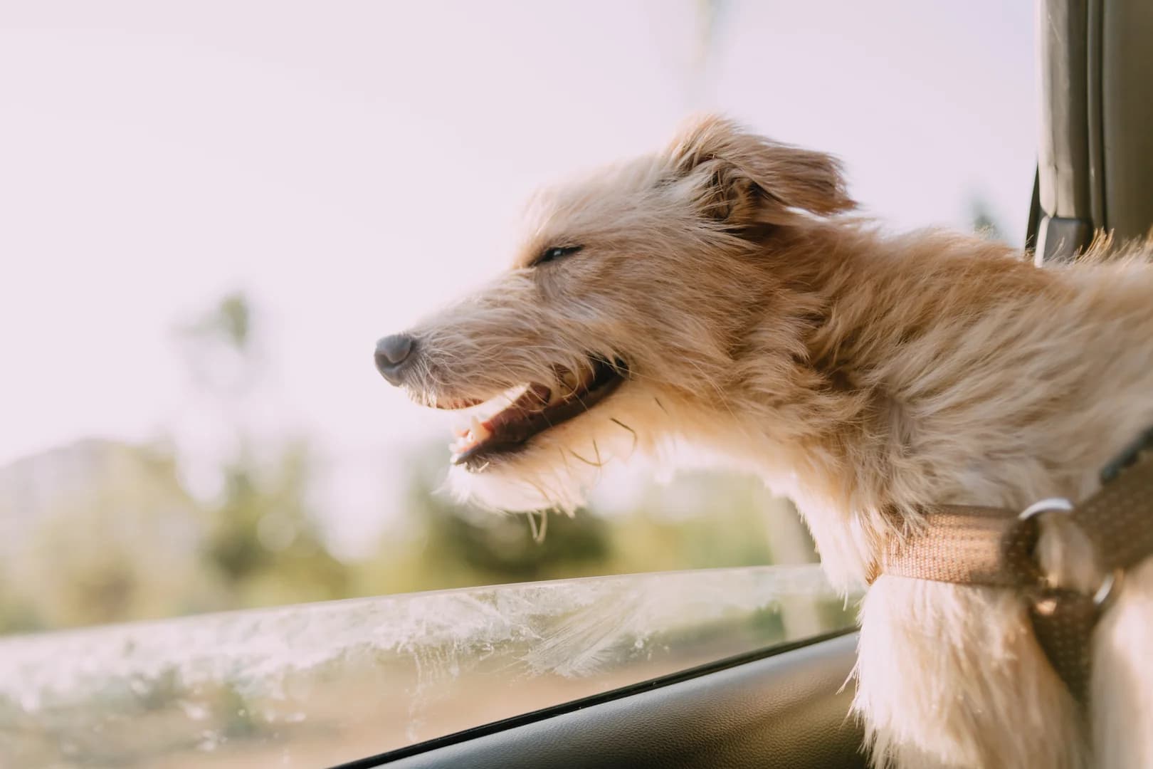 Dog Riding in a Car Head Out the Window