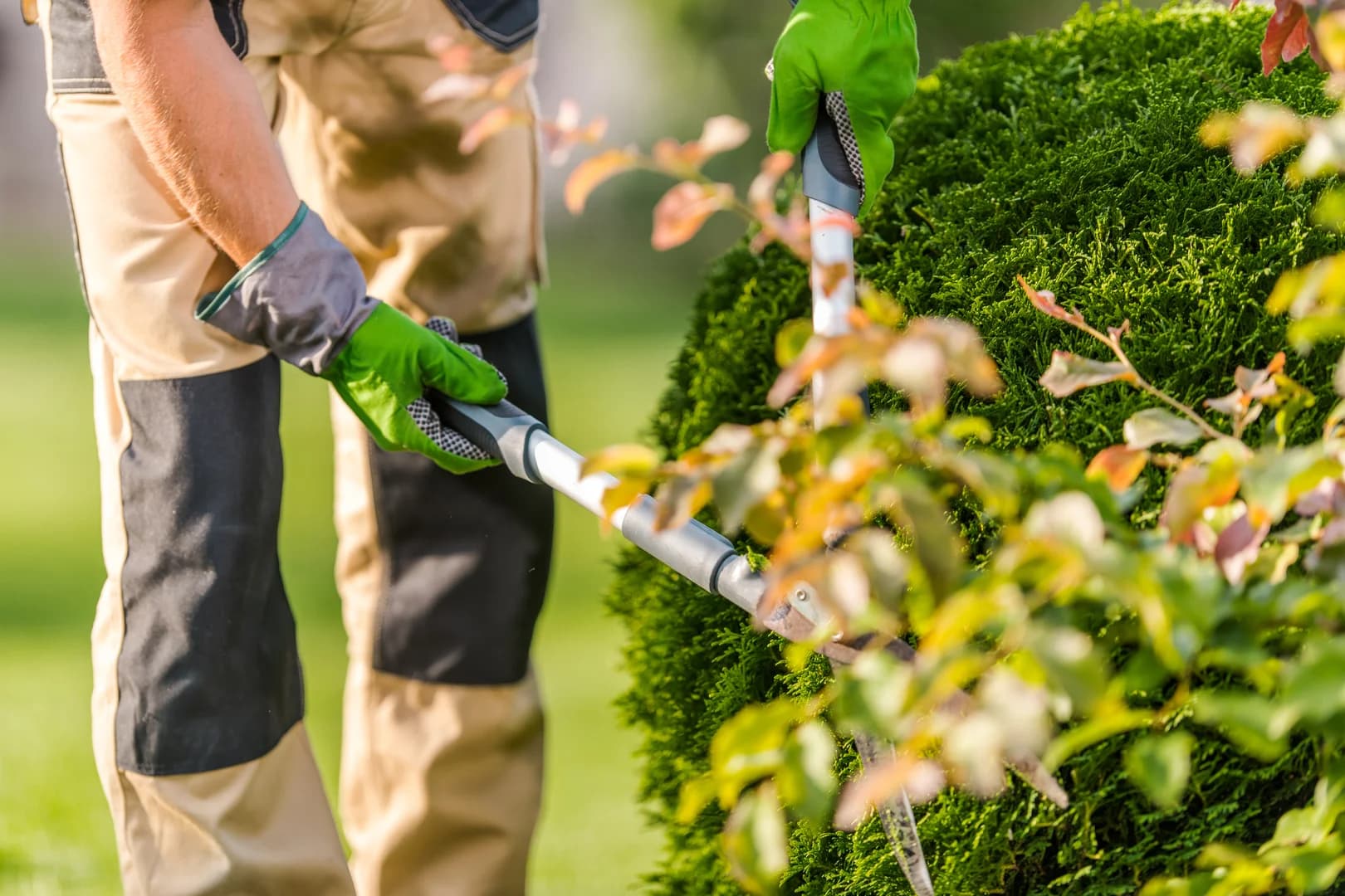 Pruning Hedges Landscaping
