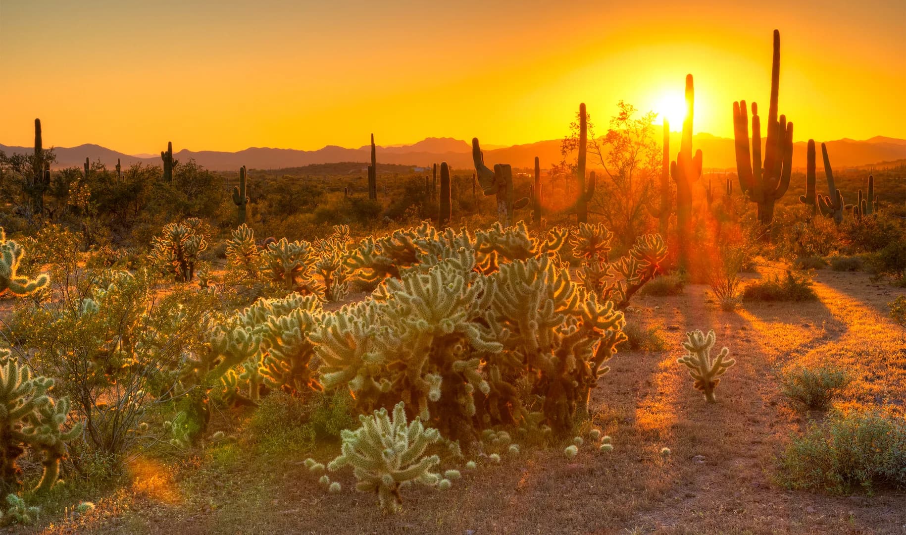 Four Peaks Phoenix AZ desert