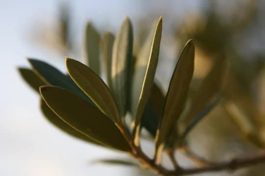 CloseUp of Leaves