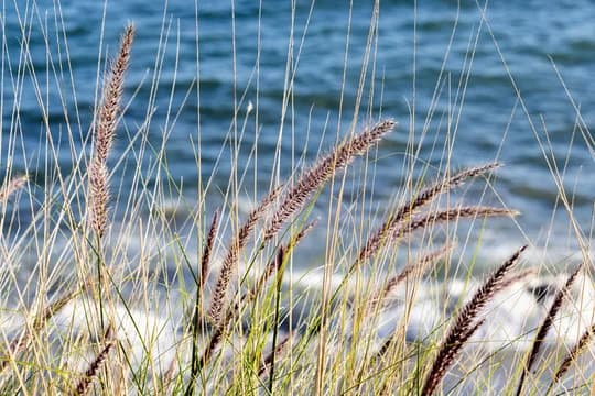 Wheat ears moving in the sand on a beach with the sea in the background
