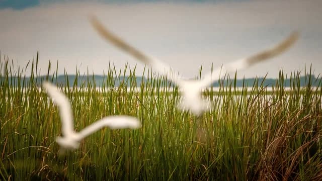 Birds Flying Over a Prairie