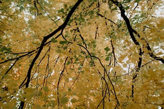 Hanging Yellow Fall Leaves on Tree Branches