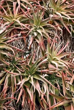 California Cacti Overhead Shot