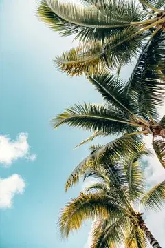 Looking Up at Palm Trees Against the Sky