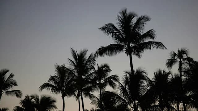 Palm Trees Silhouette Against Sky