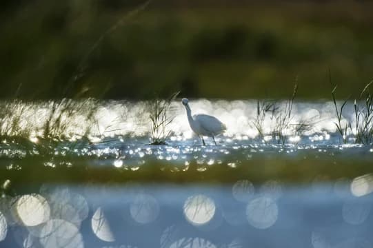 White Bird on Marsh Landscape