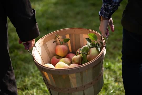 Apple Picking Holding a Basket