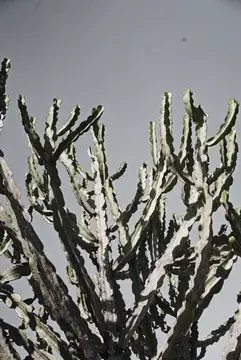 Cacti against Blue Sky