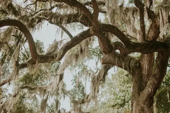 Oak Trees Covered in Spanish Moss