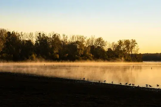 Silhouette on Birds on Serene Lake Shore with Trees