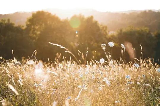 Sunlit Glow Over Field of Flowers