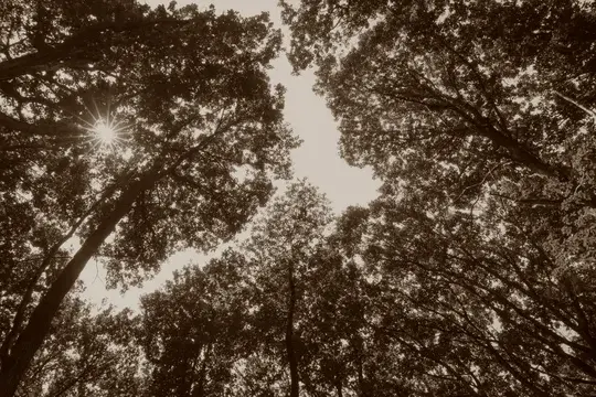 Mature Trees from Below in Sepia