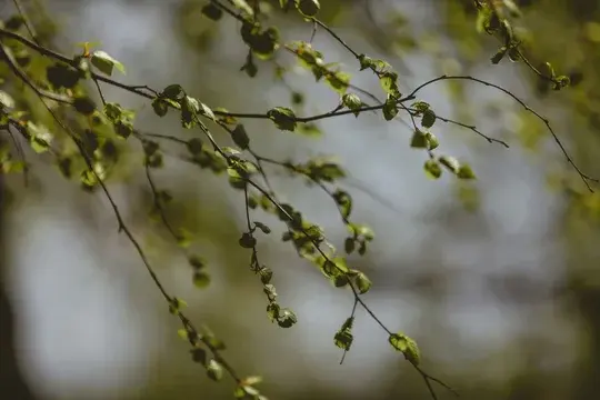 Tree Branch
