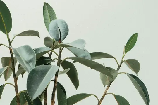 Magnolia Leaves