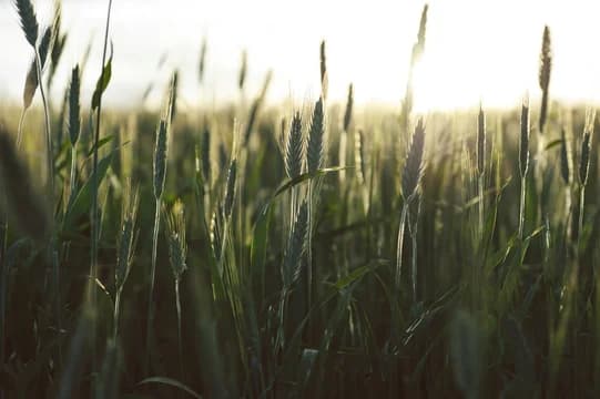 Grass In Sunlight