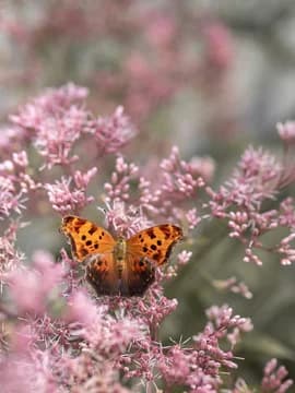 Butterfly Sitting on Pink Blooms in Park