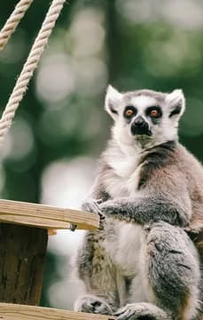 Red Tailed Lemur at Zoo USP 436x685px