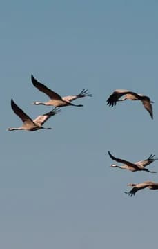 Migrating Cranes USP 436x685px
