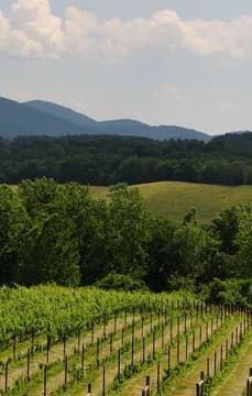 57233 Blue Ridge Mountain Vineyard Virginia USP Crop