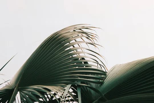 Banner Image 0003 Palms