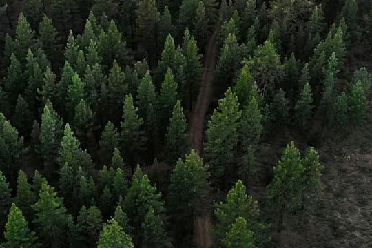 Banner Image Overhead Northern California Trees