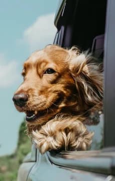 145506 Dog Riding in Car with Head Out WindowColor Correction Edit USP Crop