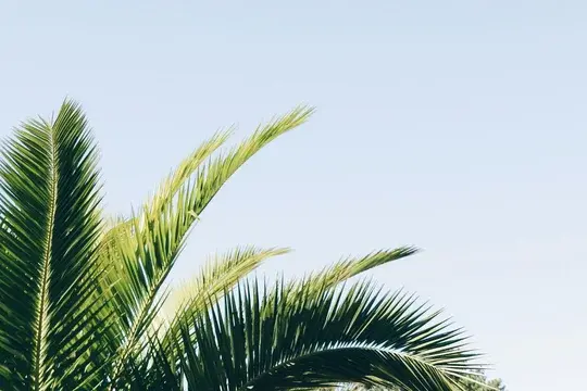 Banner Tops of Palm Trees on a Blue Sky
