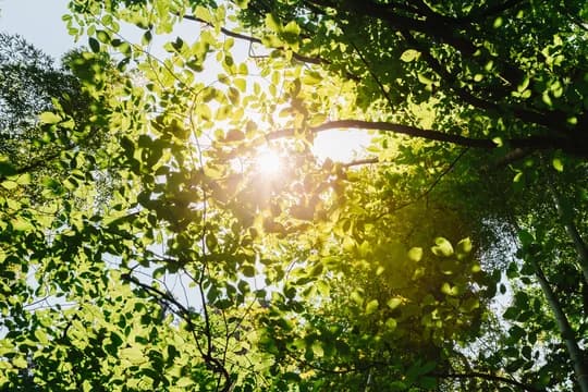 Tree branches in sunlight