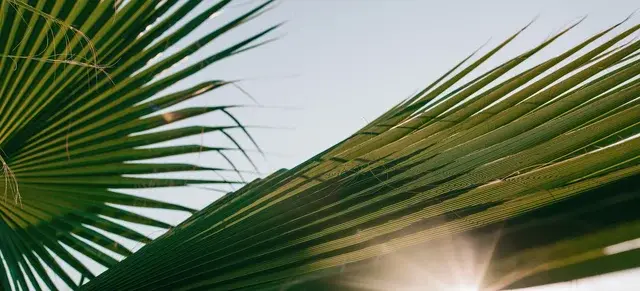 Palm Tree Leaf detail for banner