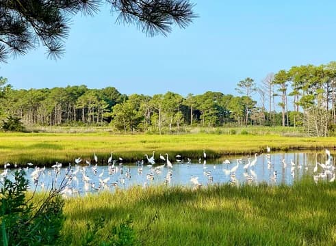 Assawoman Wildlife Area in Delaware