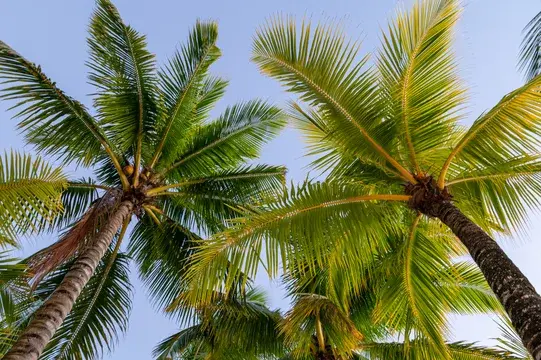 Palm Trees