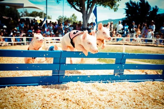 County Fair Pig Races