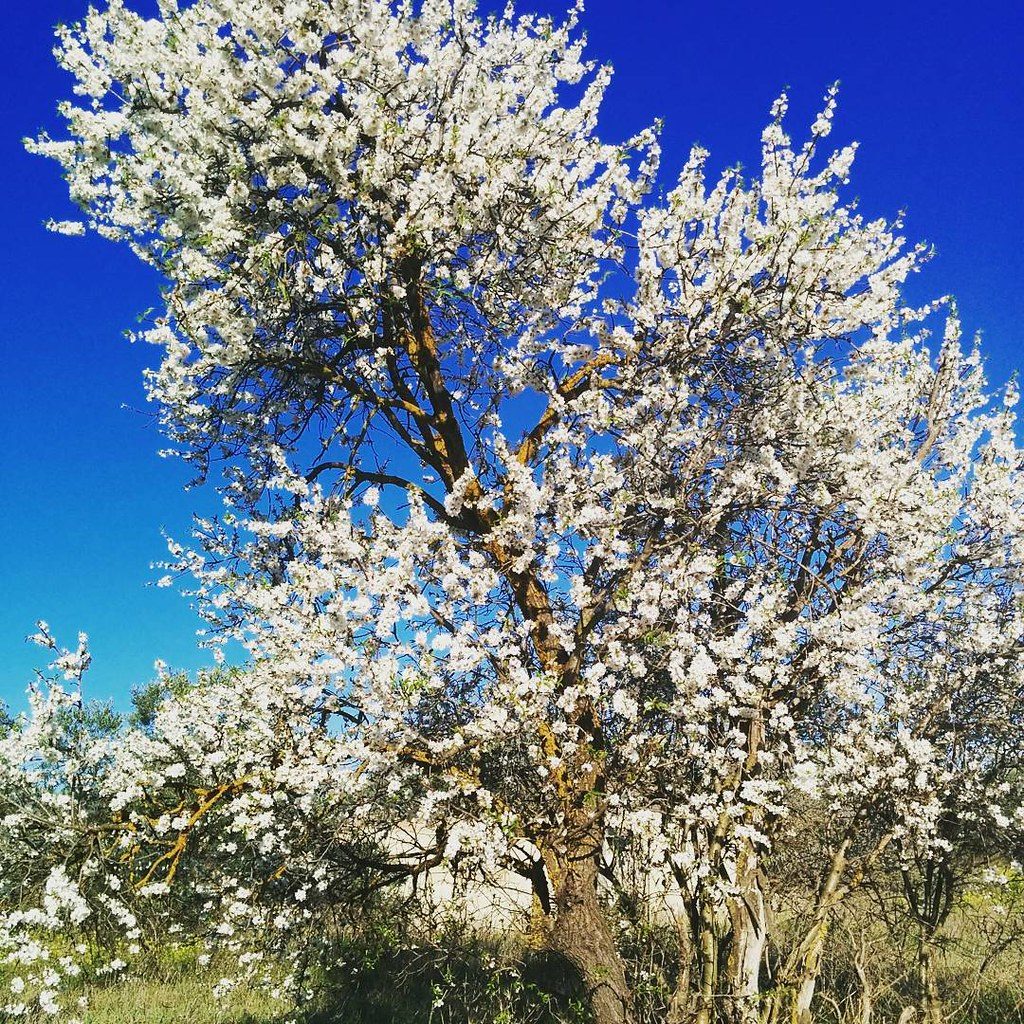 Oakdale Almond Blossom Orchard - Reasons to Make Oakland Your New Home