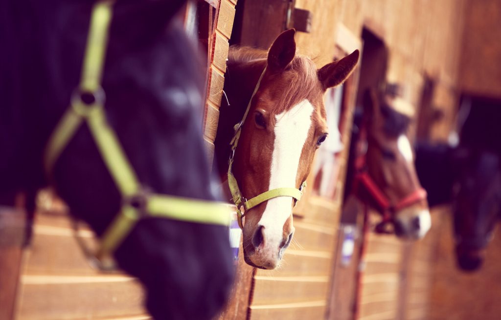 New Homes in Waller Texas Horse Stables